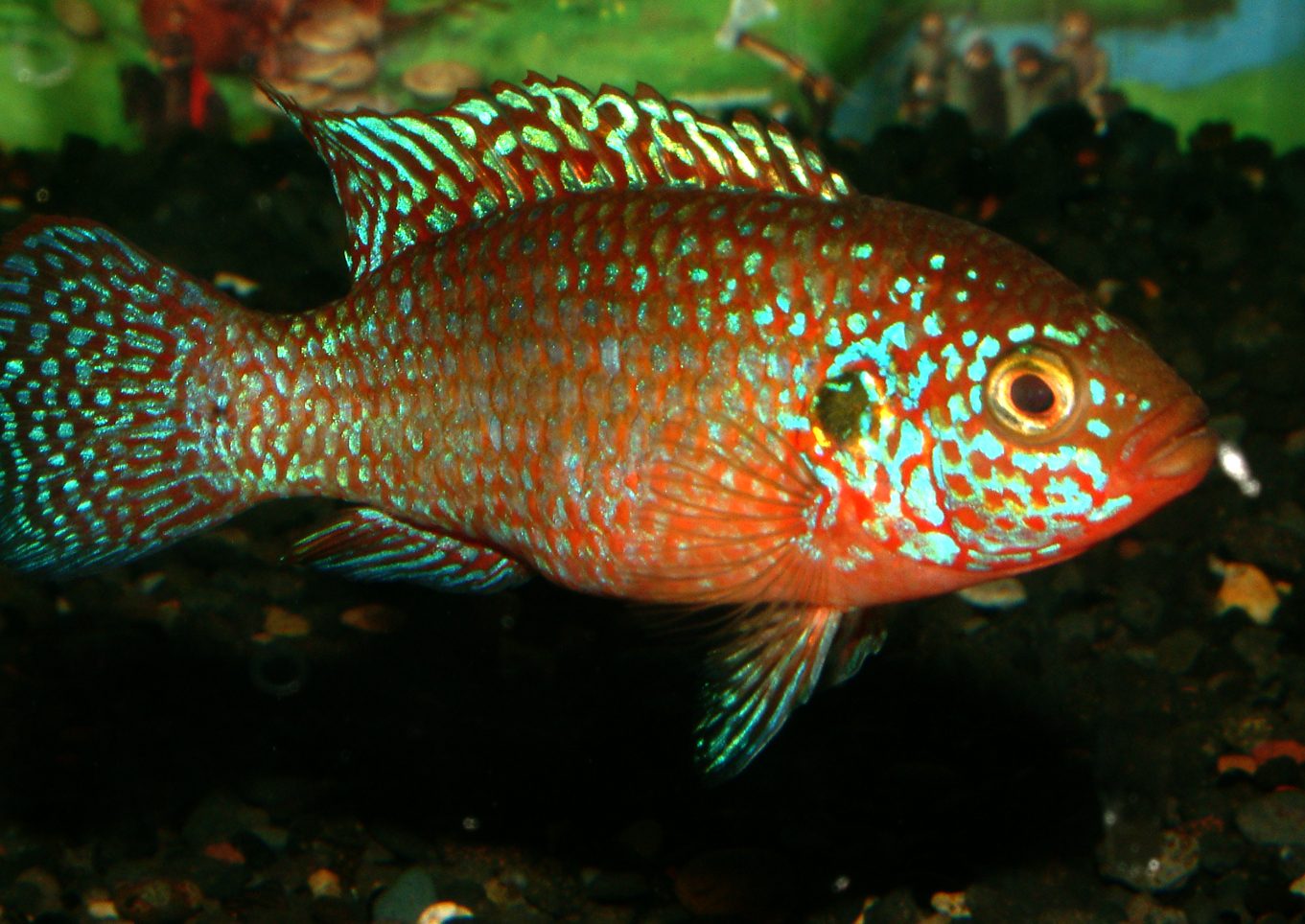 Rubricatochromis mix