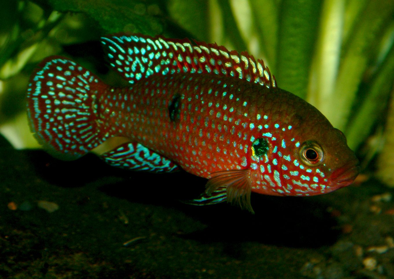 Rubricatochromis mix
