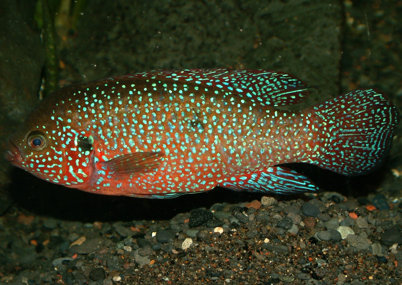 Rubricatochromis mix