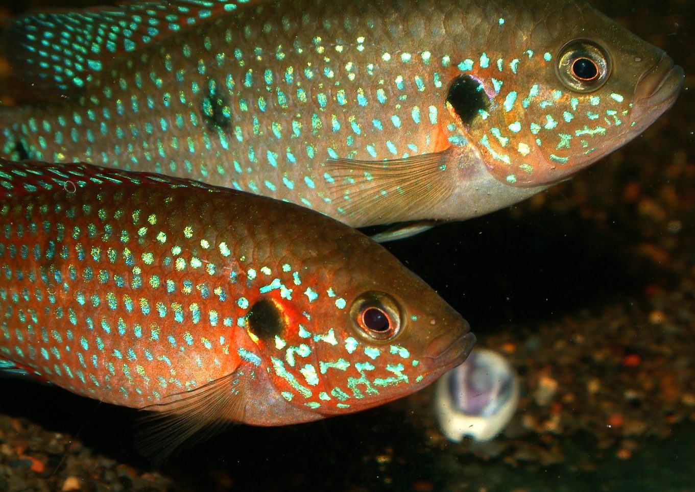 Rubricatochromis mix