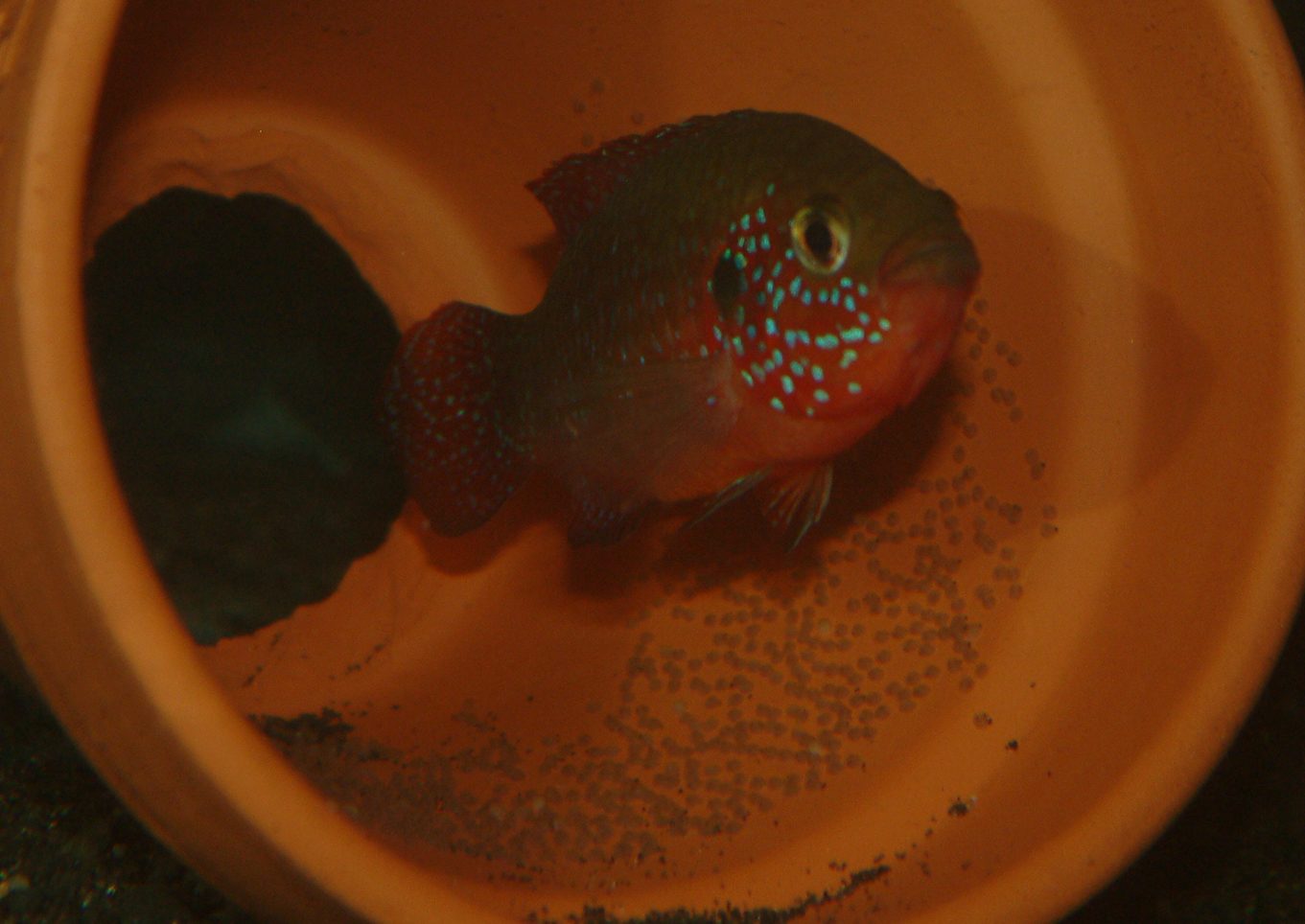 Rubricatochromis mix