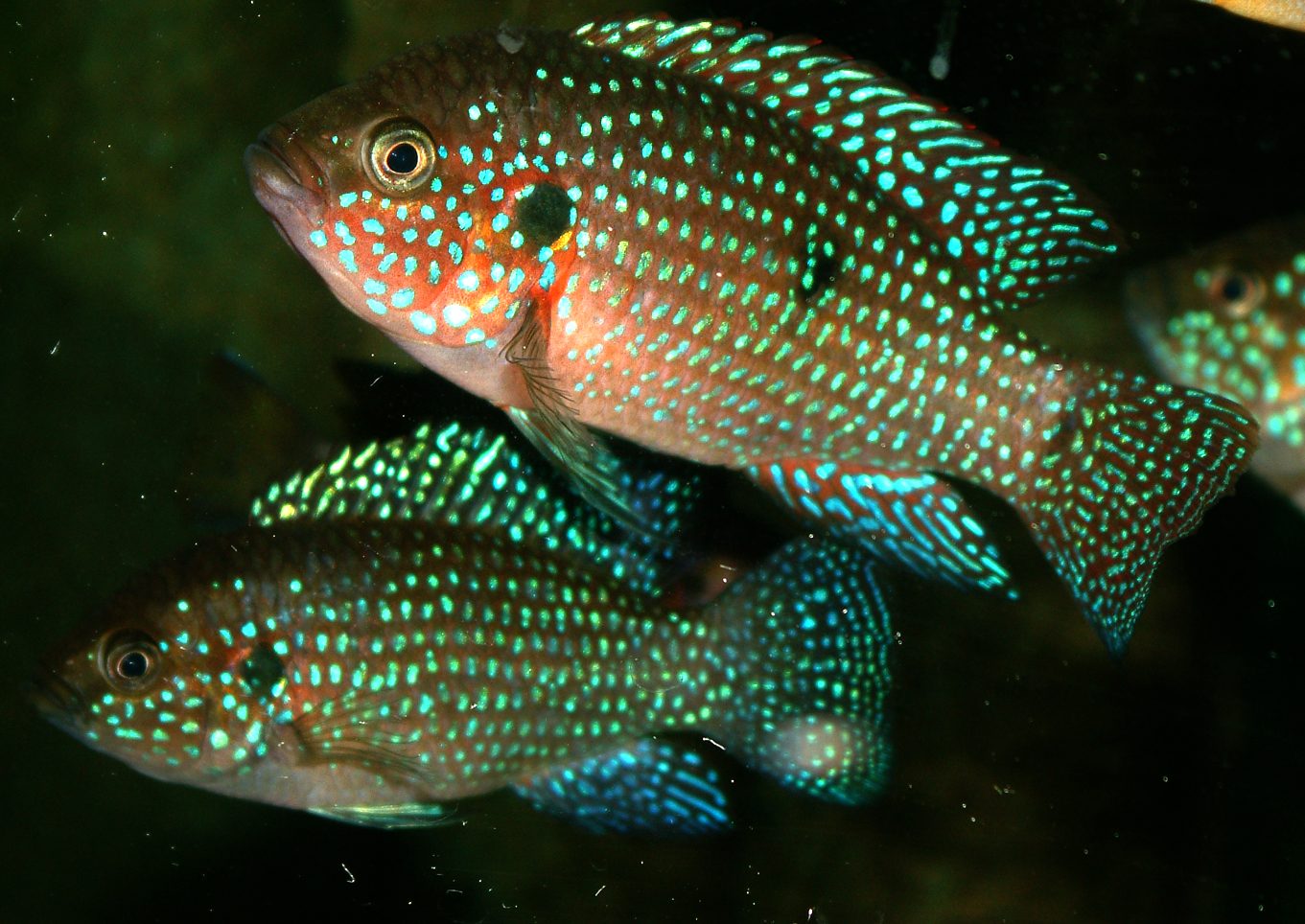 Rubricatochromis mix