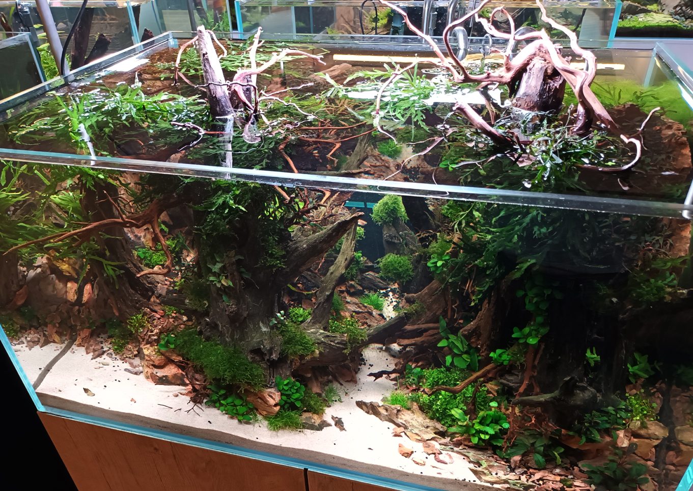 Uppsett búr Zoo box