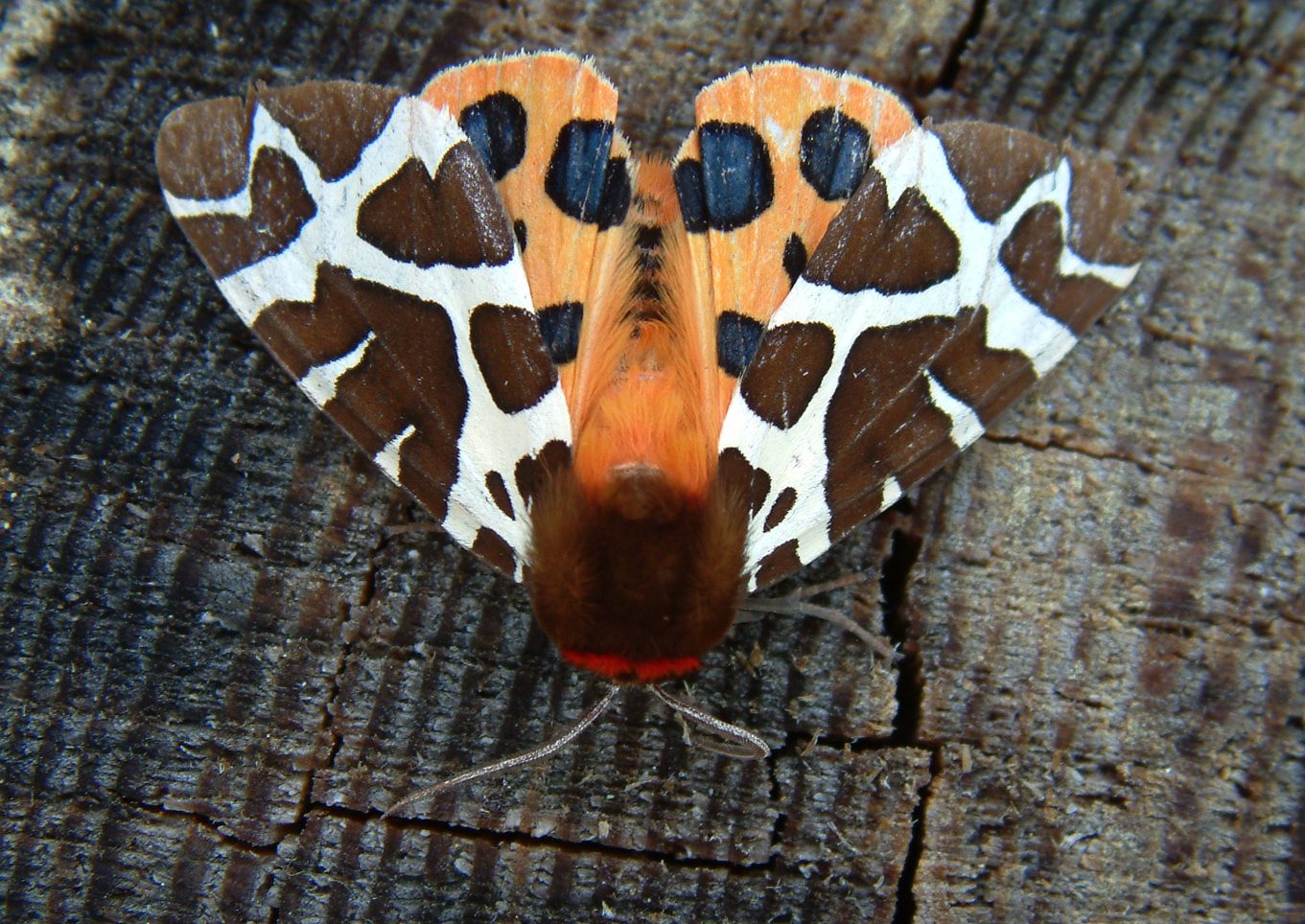 næturfiðrildi Arctia caja