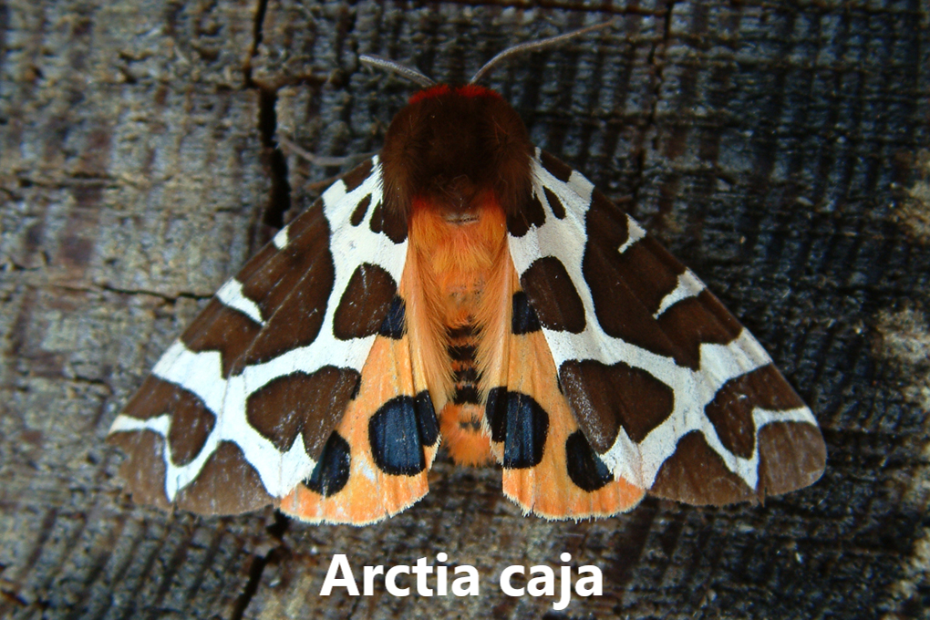 Næturfiðrildi moths