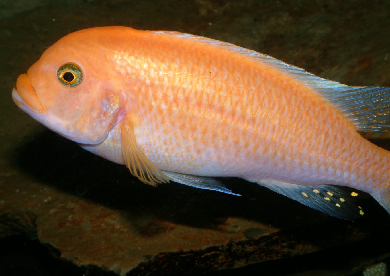 Maylandia estherae