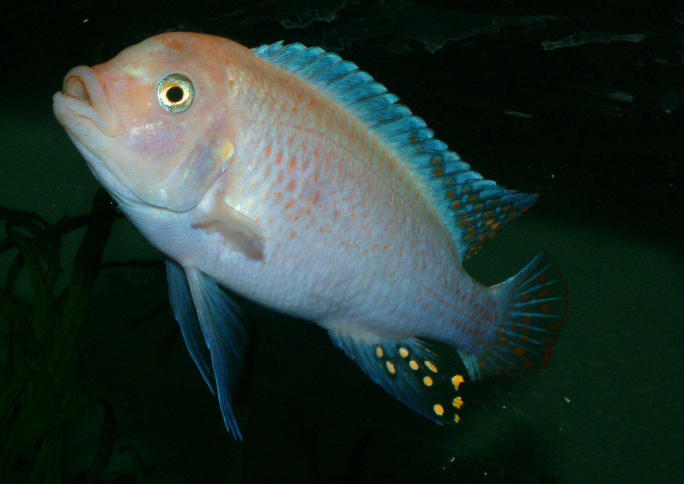 Maylandia estherae