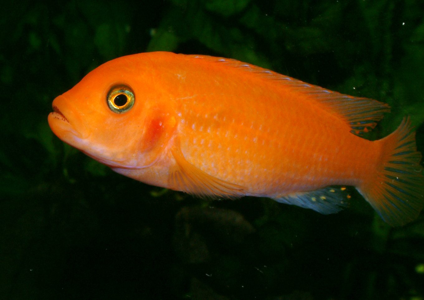 Maylandia estherae