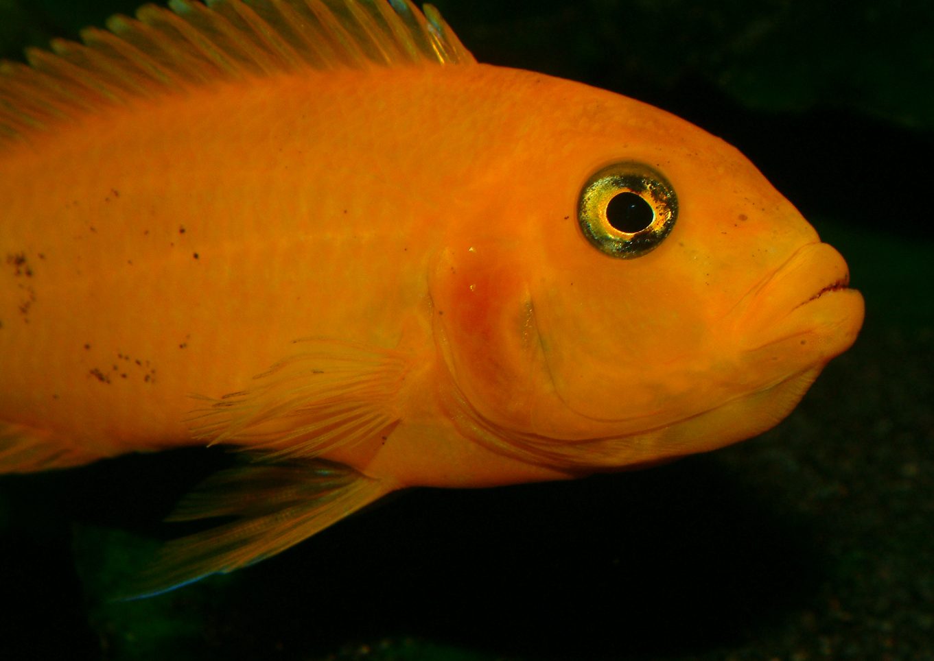 Maylandia estherae