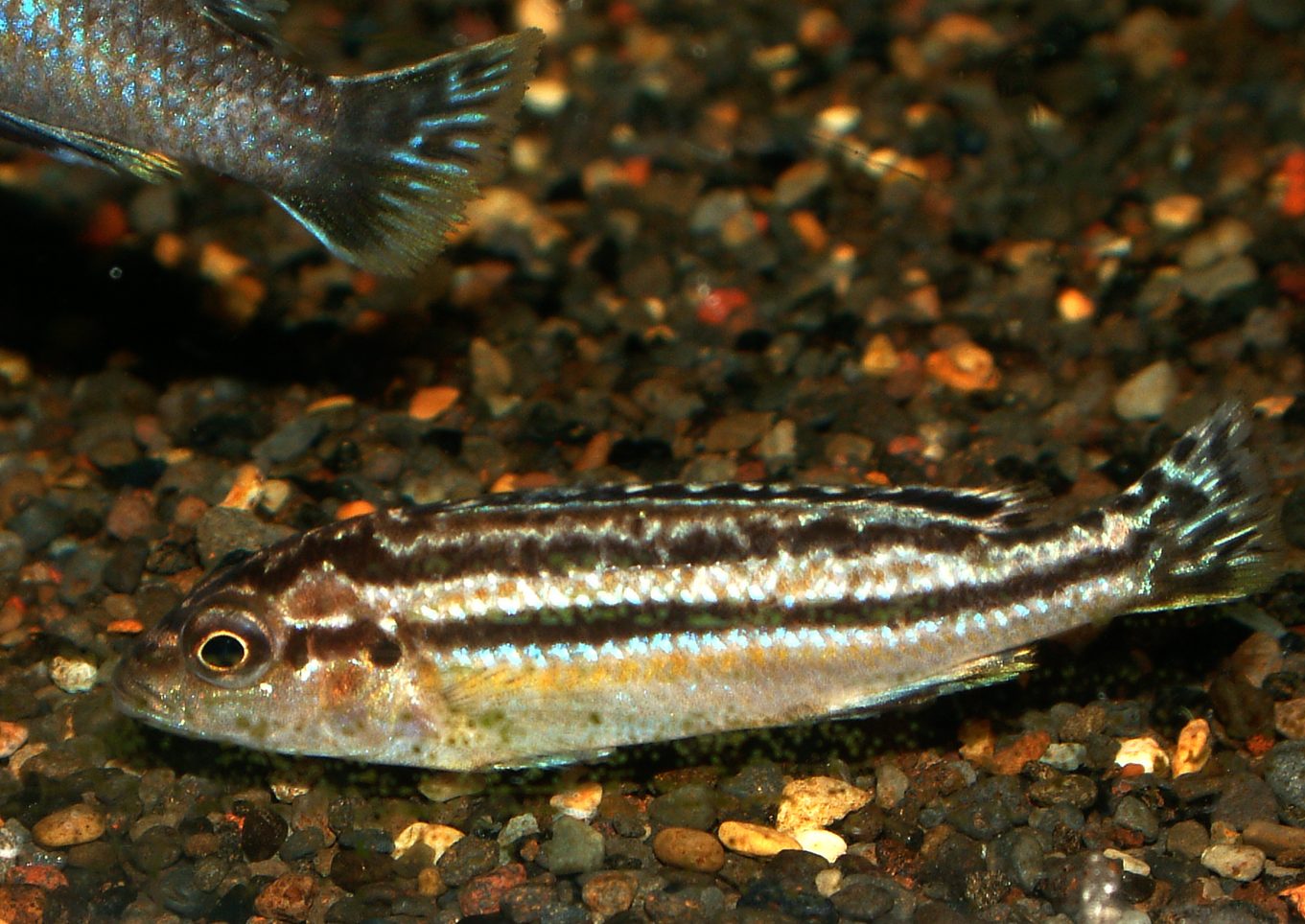 Melanochromis dialeptos