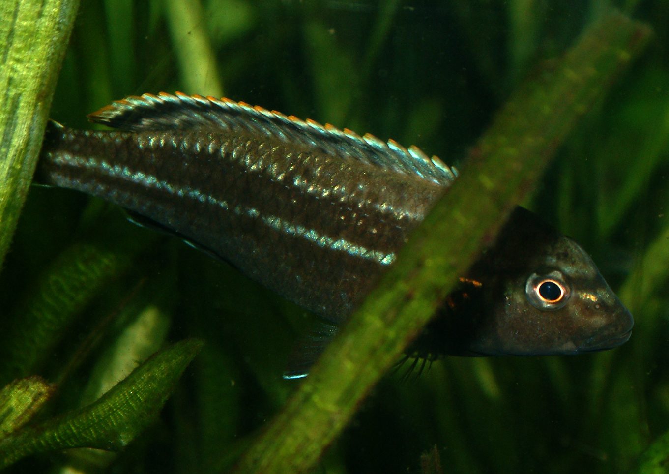 Melanochromis dialeptos