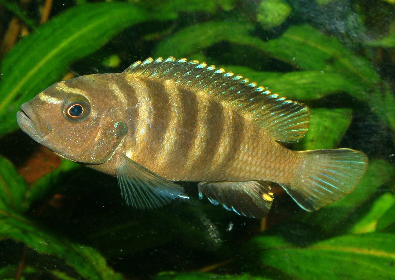Pseudotropheus flavus