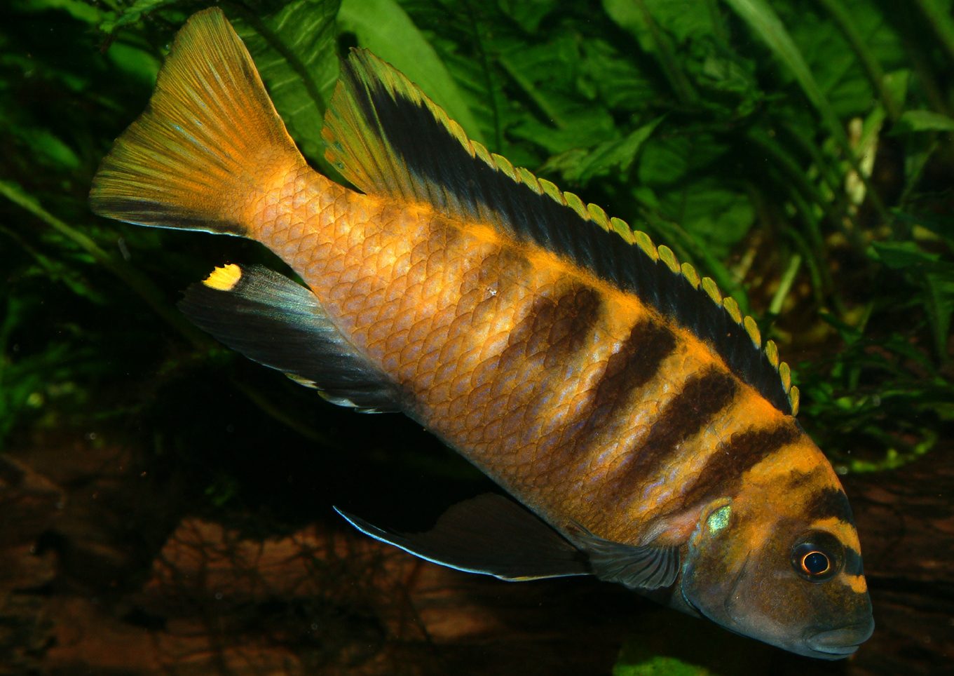 Pseudotropheus flavus