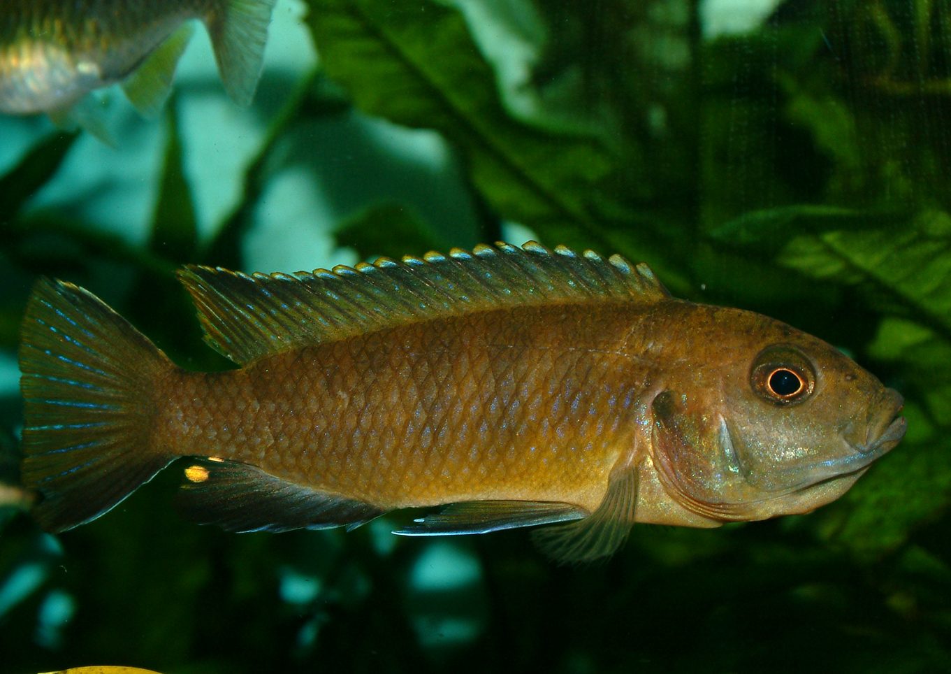 Pseudotropheus flavus