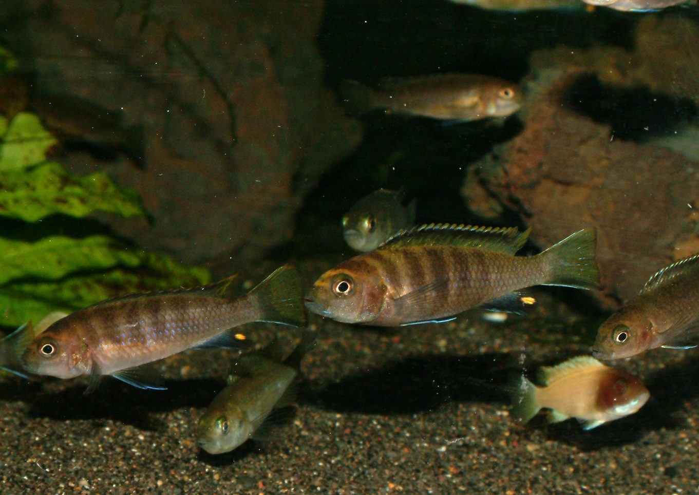 Pseudotropheus flavus