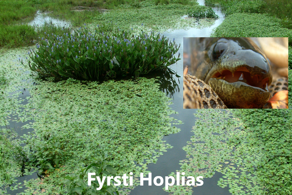FERÐIR