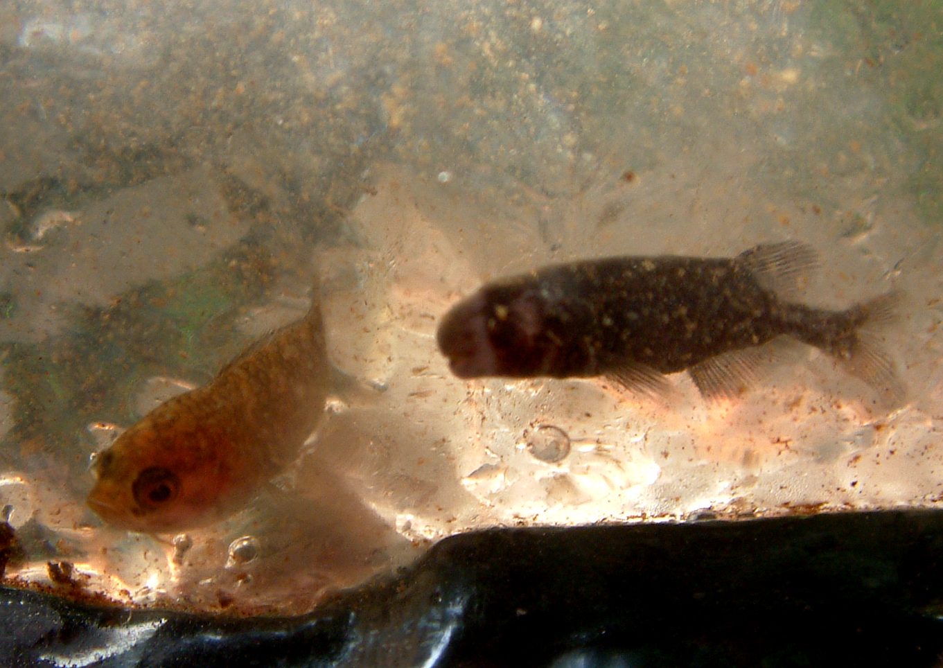 Ferðir Konia Cameroon