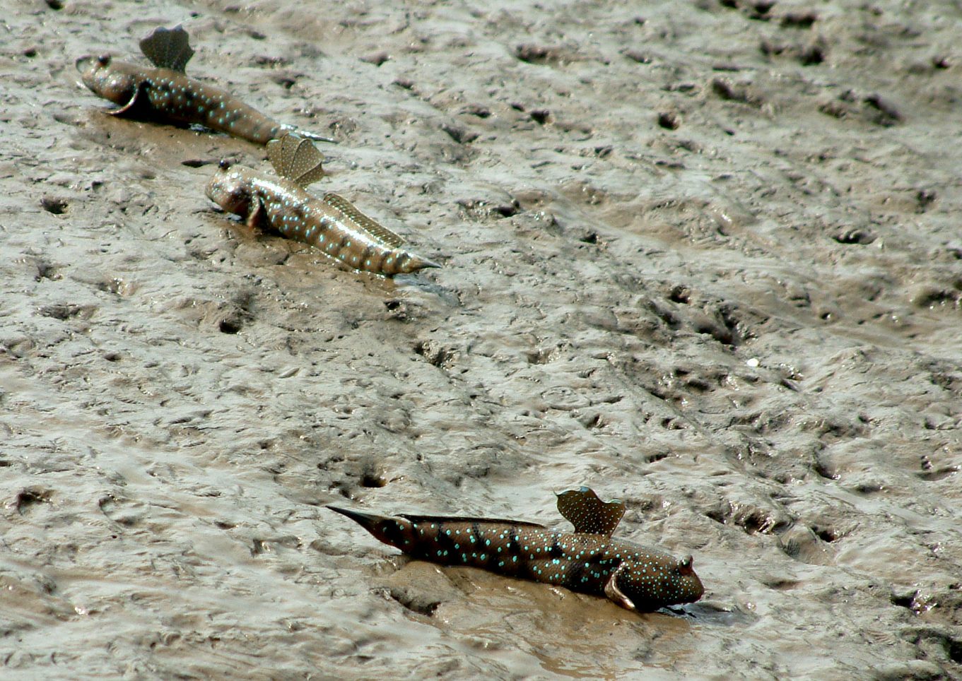 Ferðir Thailand Krabi