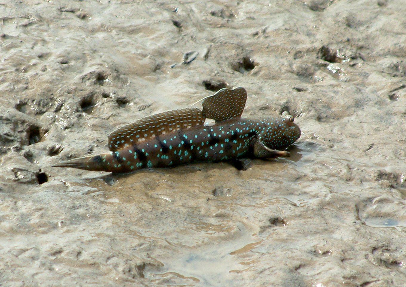 Ferðir Thailand Krabi