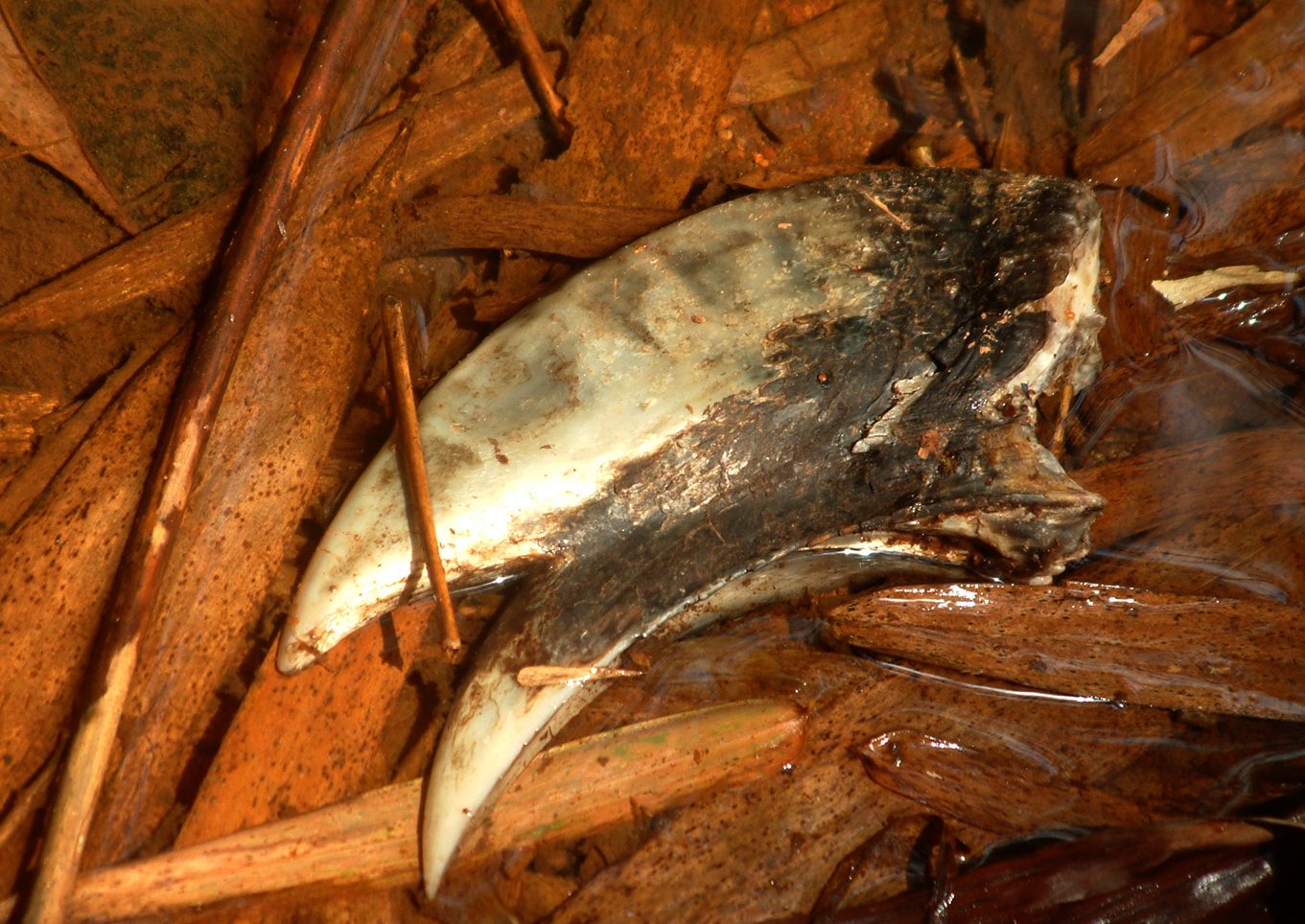 Ferðir Oto akok Cameroon