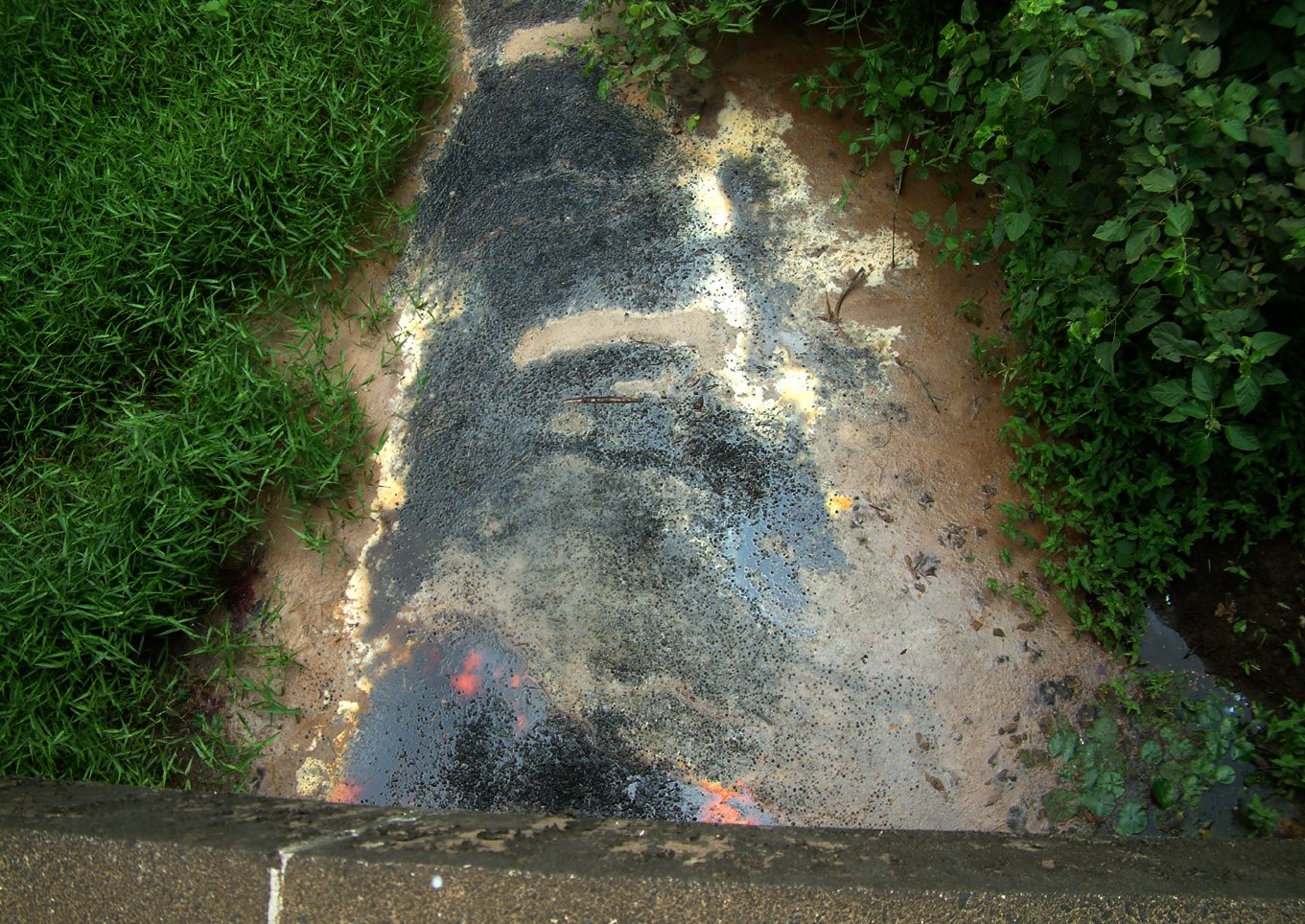 ferðir palm oil cameroon