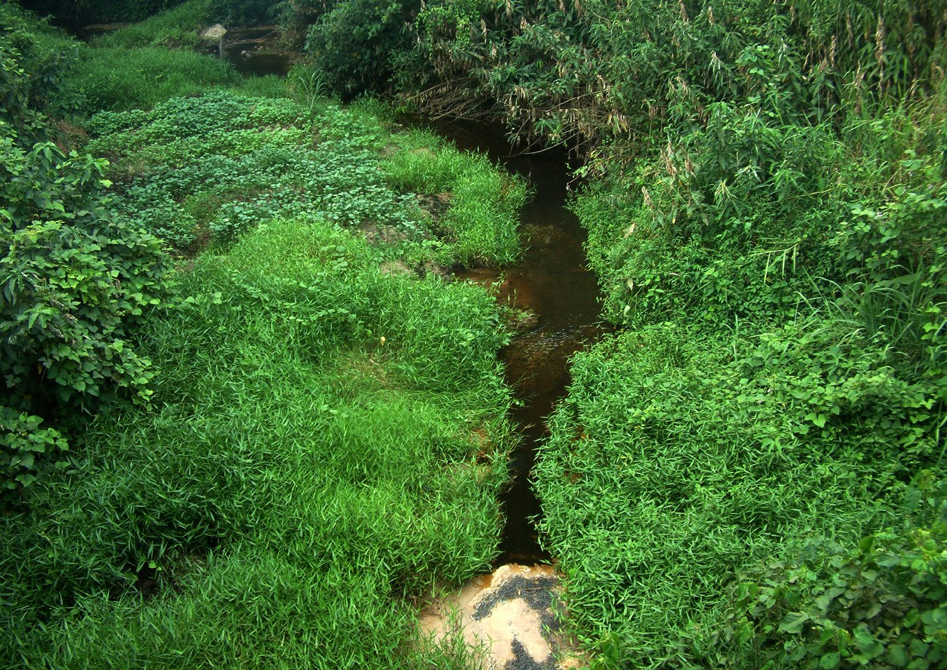 ferðir palm oil cameroon