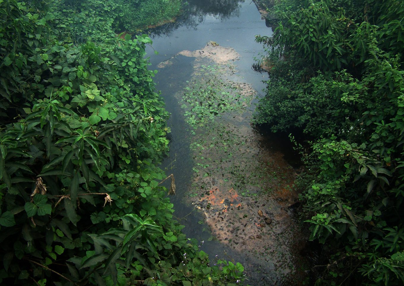 ferðir palm oil cameroon
