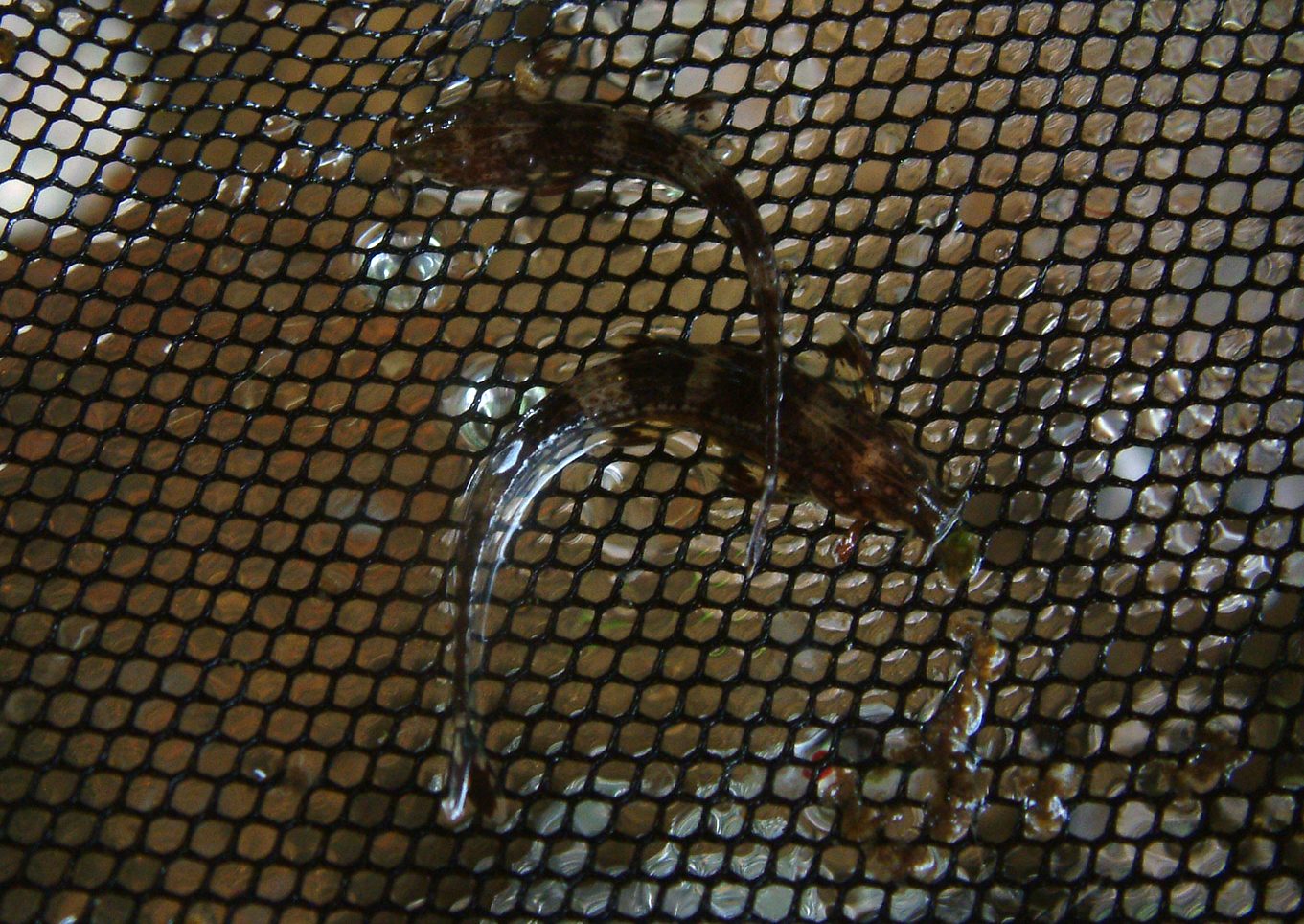 ferðir palm oil cameroon
