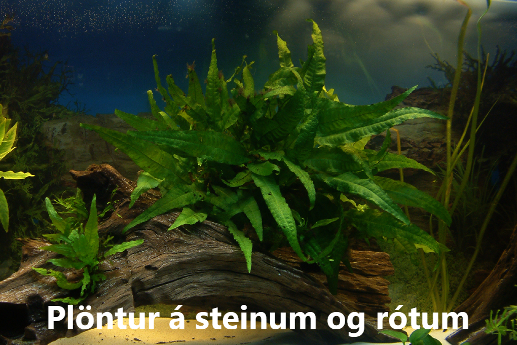 GRÓÐUR