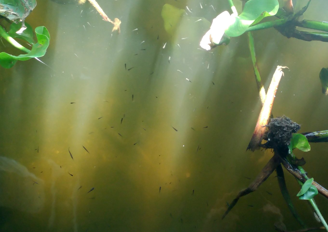 Ferðir Pangasius Thailand
