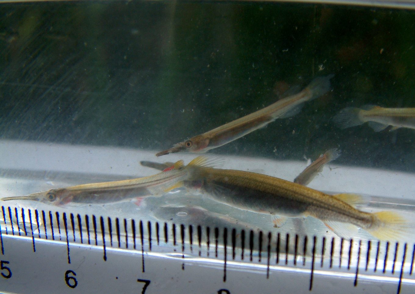 Ferðir Pangasius Thailand