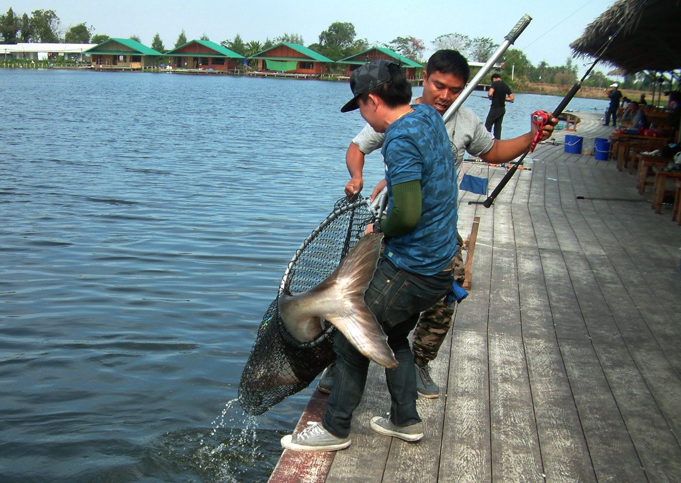 Ferðir Pangasius Thailand