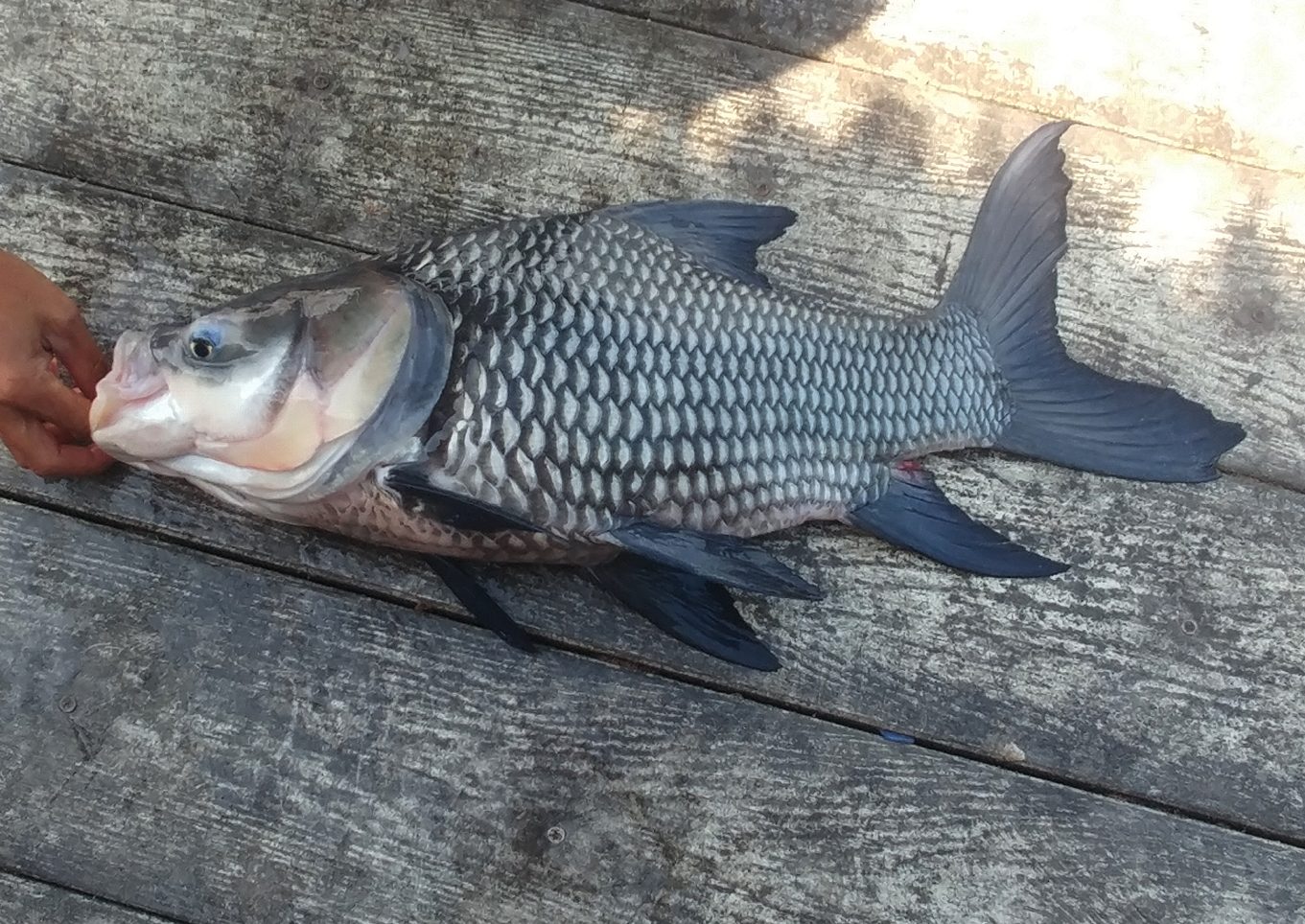 Ferðir Pangasius Thailand