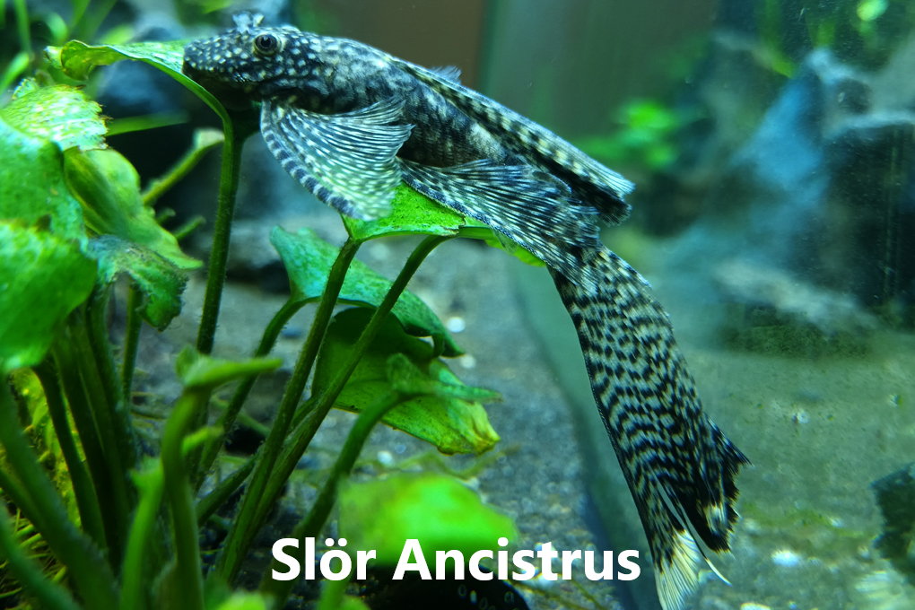 Ancistrus flokkar