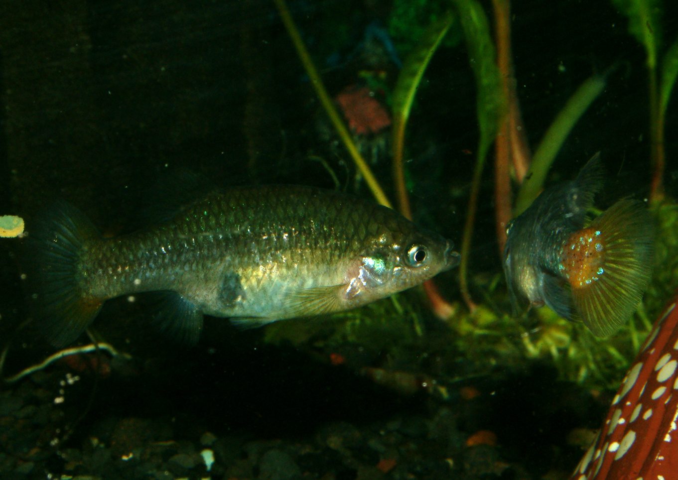 Xenotoca eiseni