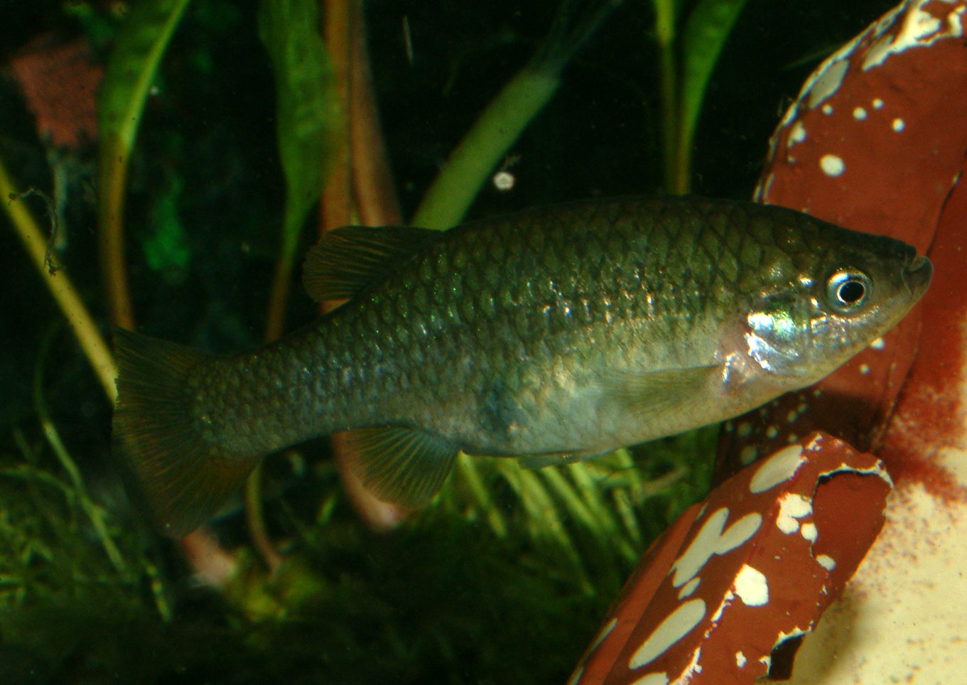 Xenotoca eiseni