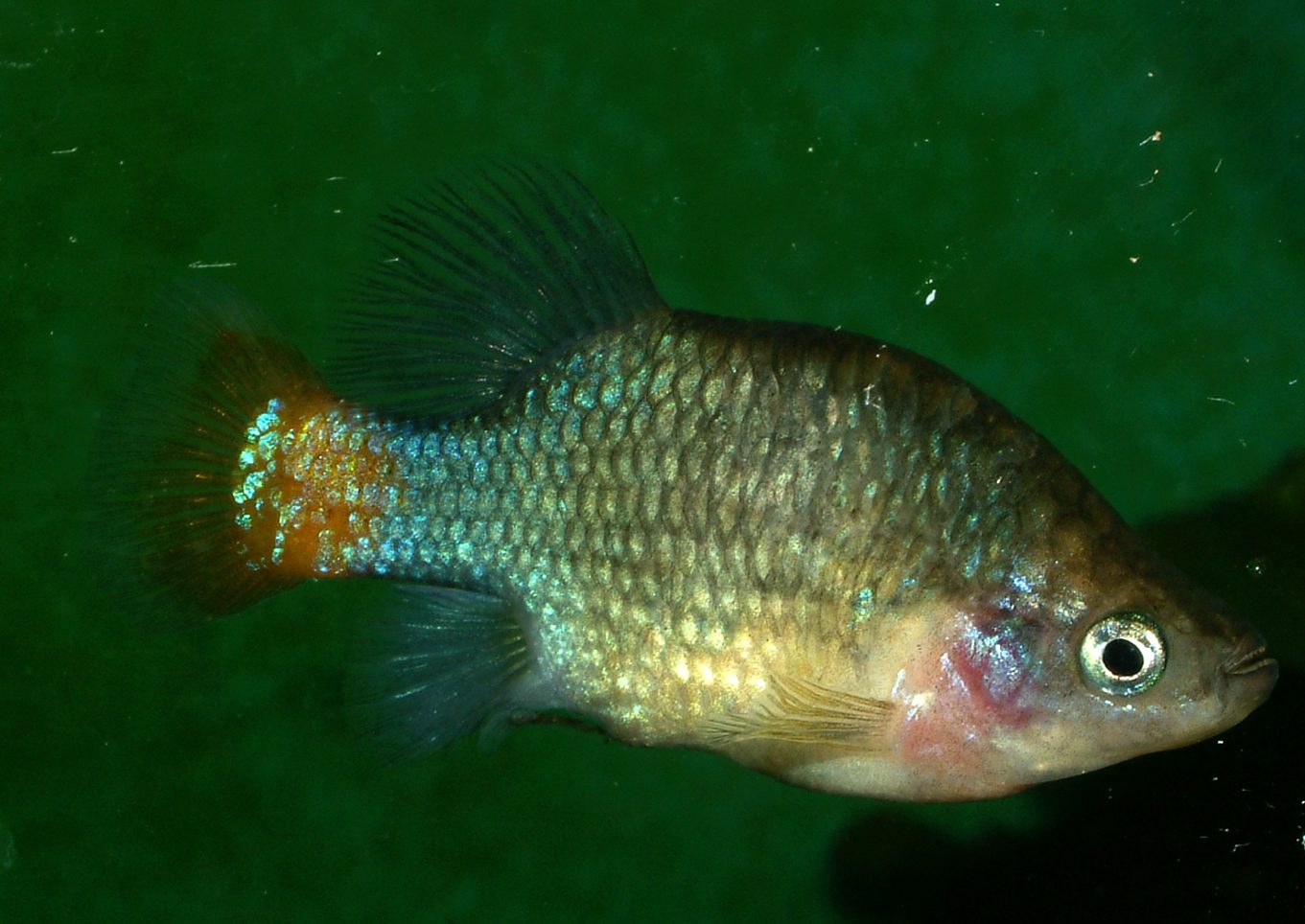 Xenotoca eiseni