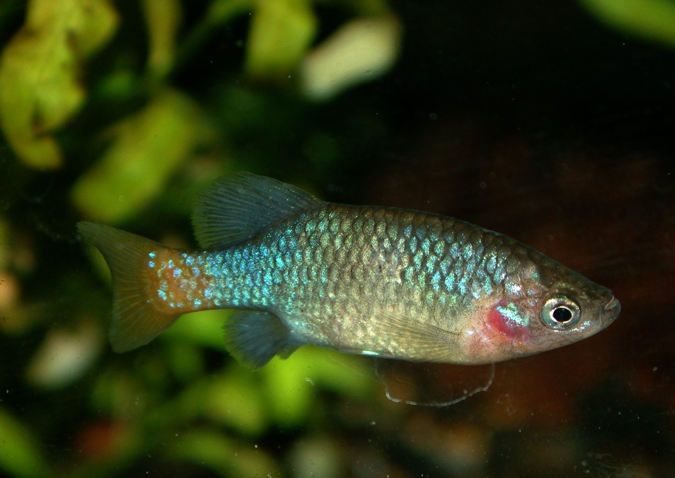Xenotoca eiseni