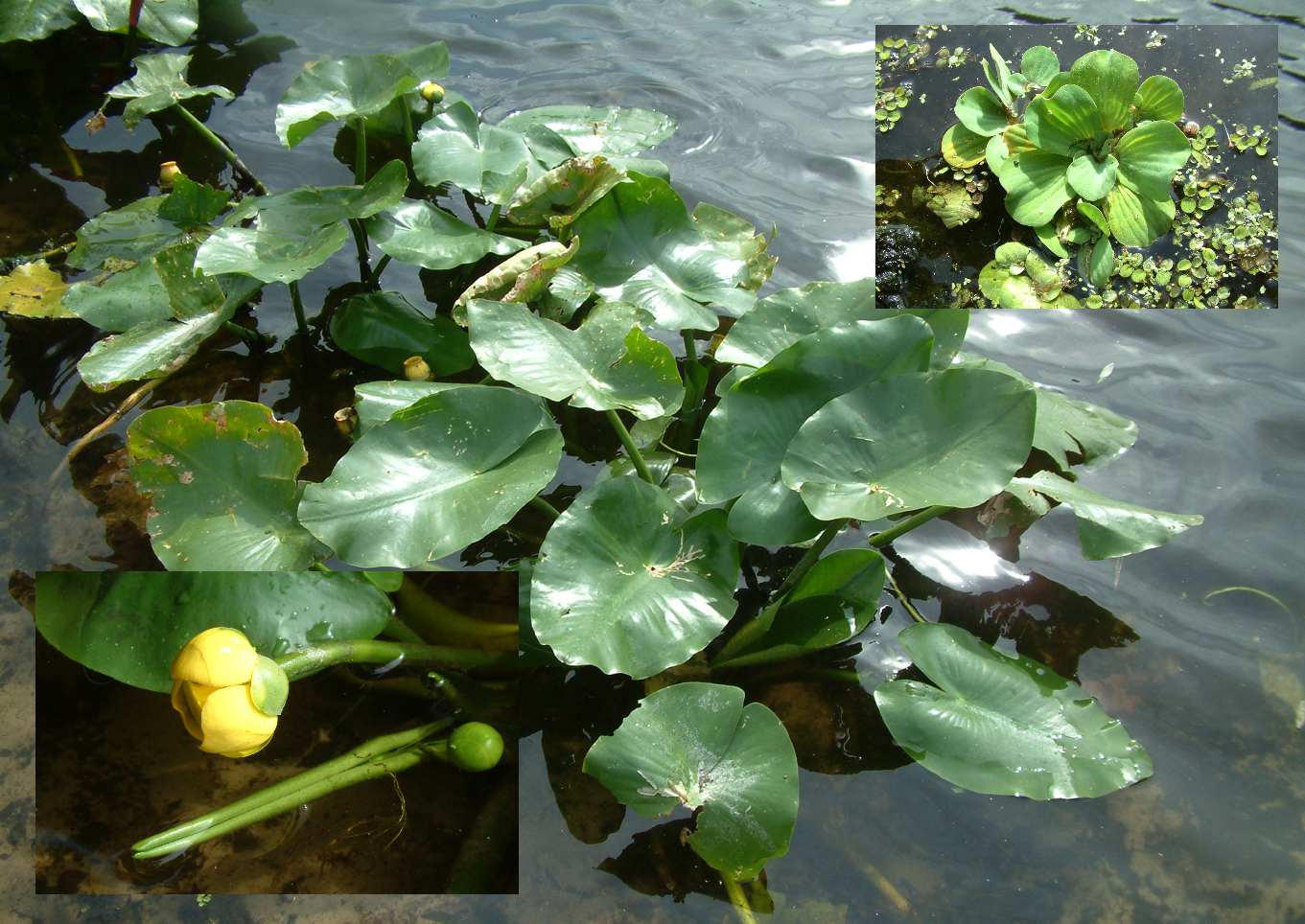 Everglades 6