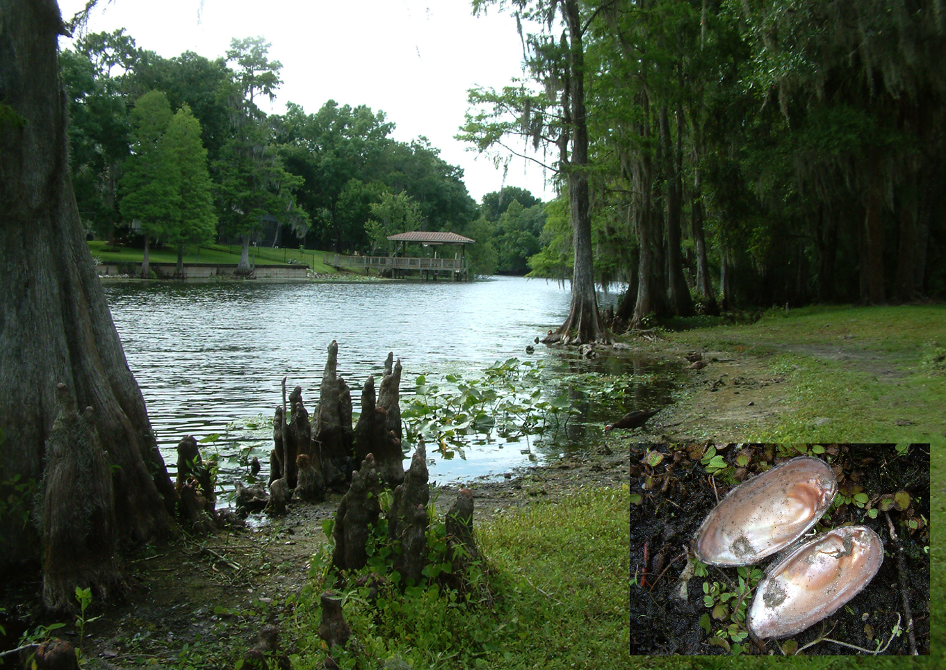 Everglades 6