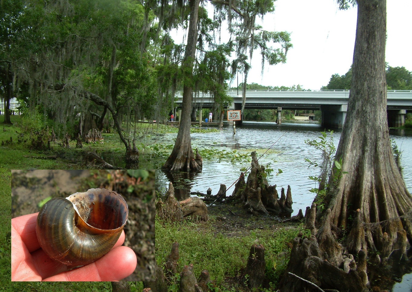 Everglades 6