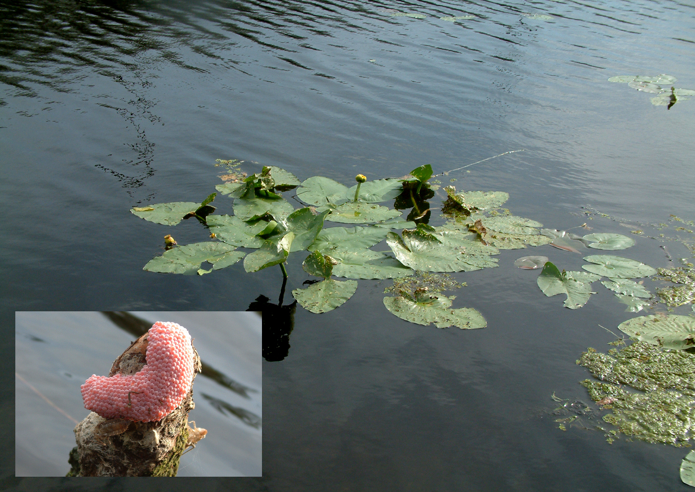 Everglades 6