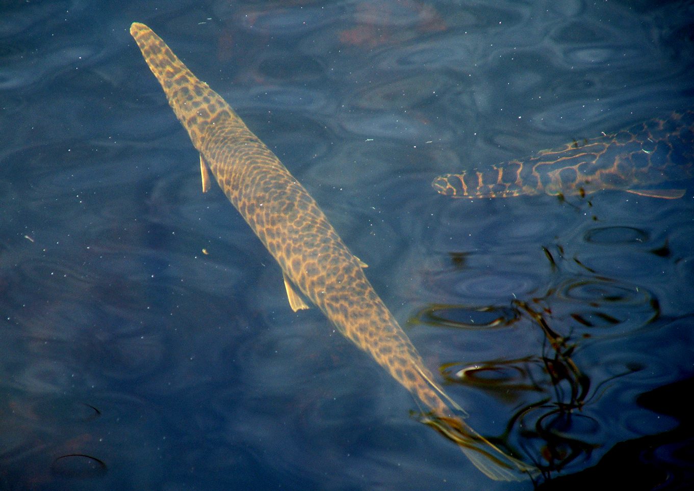 Everglades a ferðir