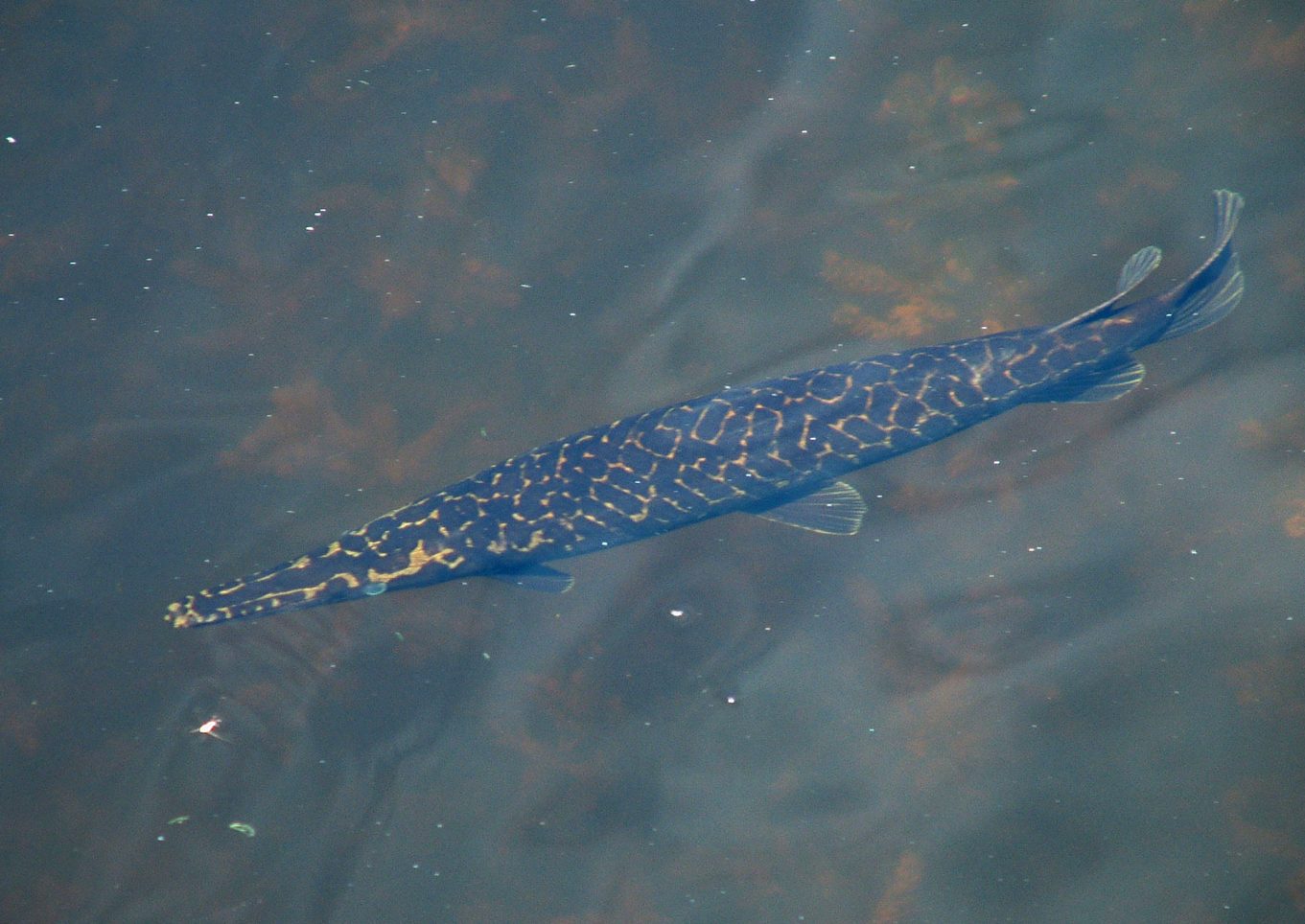 Everglades a ferðir