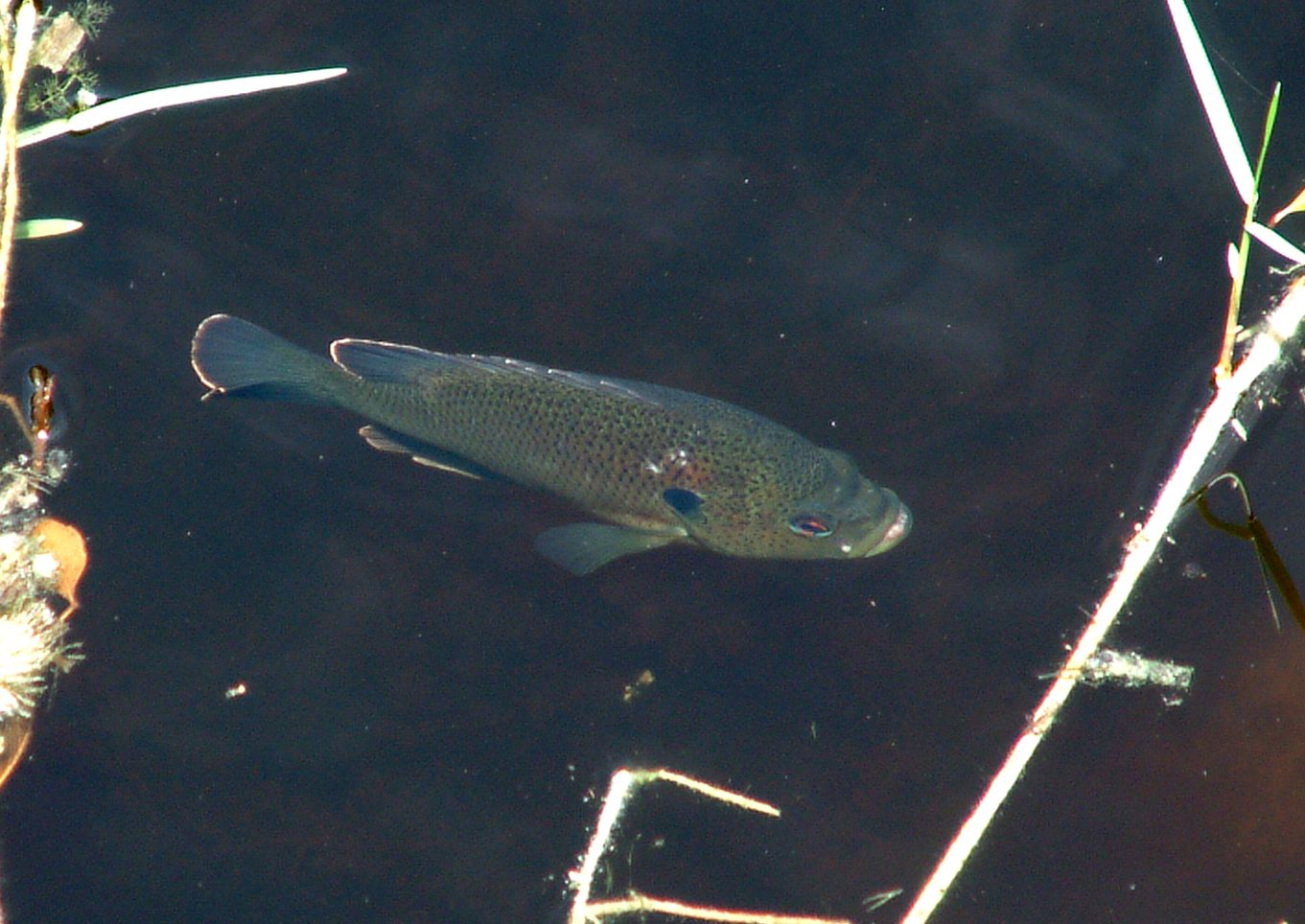 Everglades a ferðir