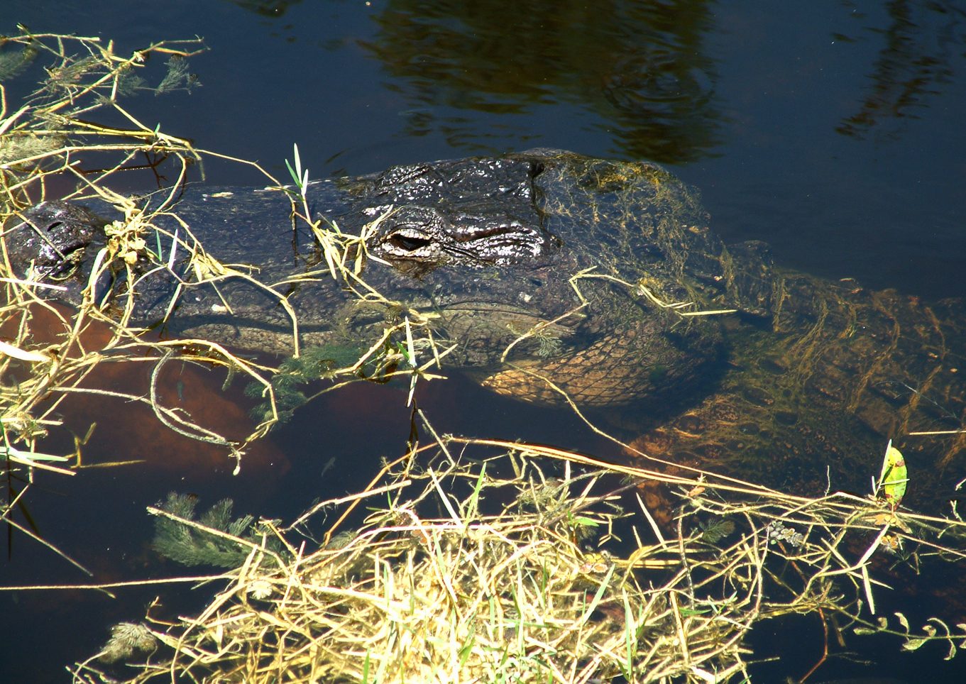 Everglades a ferðir