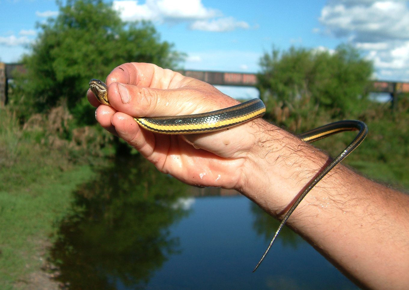 Helicops infrataeniatus