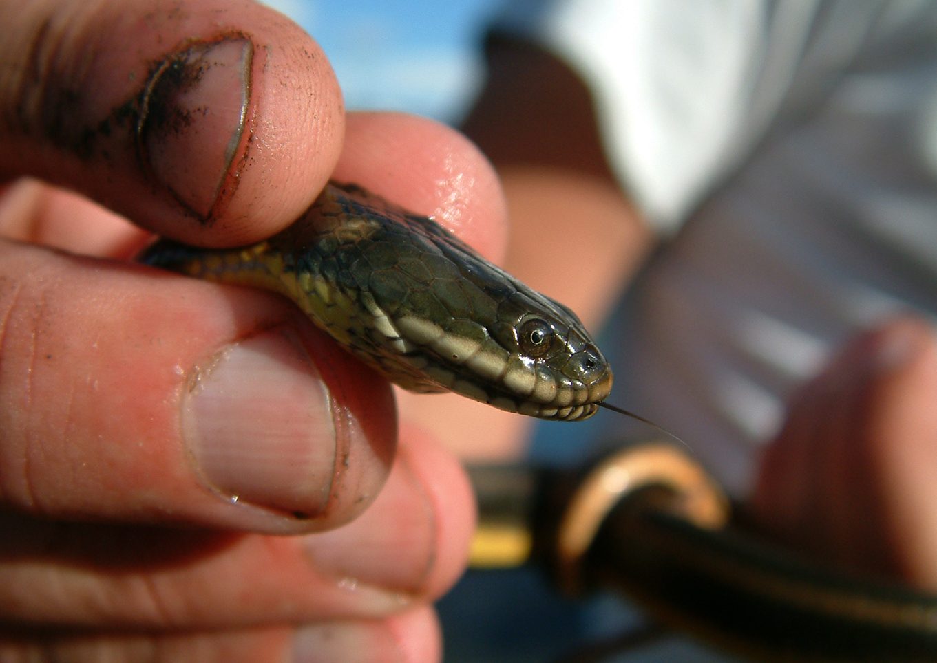 Helicops infrataeniatus
