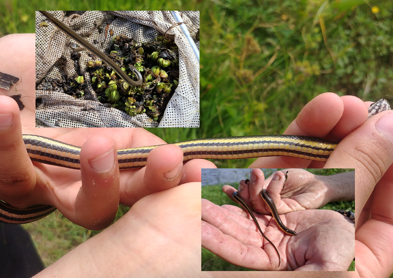 Helicops infrataeniatus